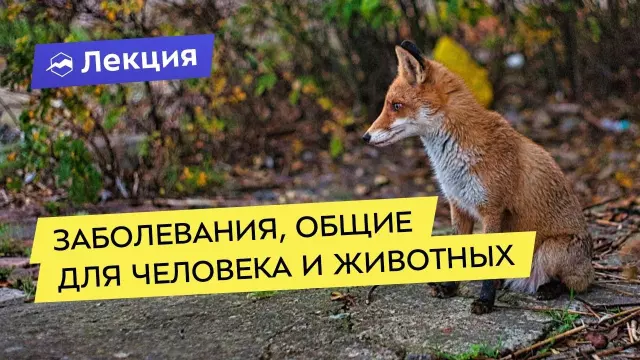 Как не заразиться свиной цепенью: меры профилактики