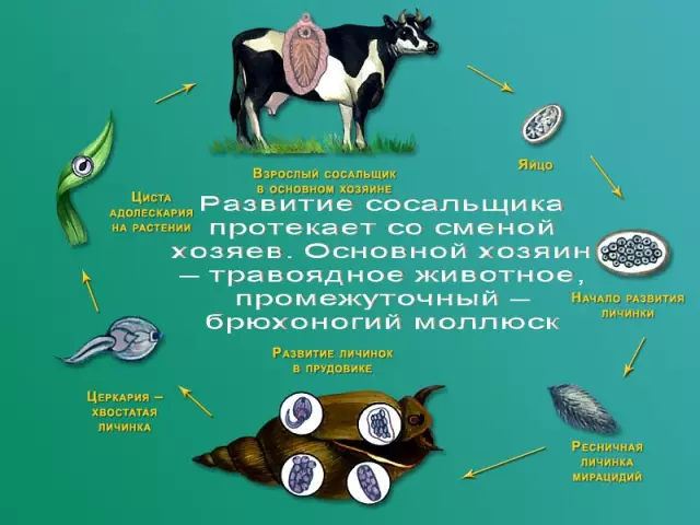 Народные методы лечения печеночного сосальщика: миф или реальность?