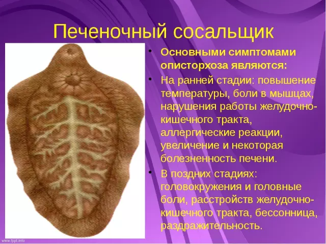 Печеночный сосальщик: риск заражения при поездках за границу
