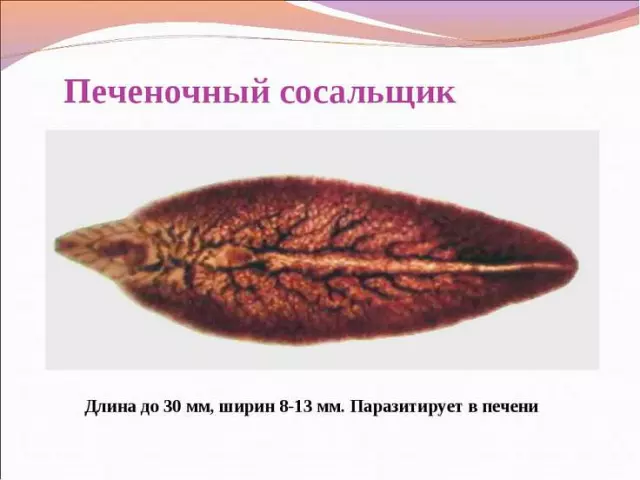Сколько человек живут с печеночным сосальщиком: основные признаки и последствия