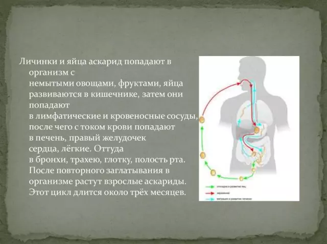 Узнайте о главных симптомах аскаридоза и методах лечения
